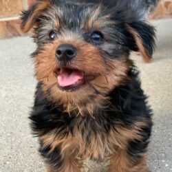 yorkshire-terrier-yorkie-puppy-picture-5a8dc91e-6852-4080-9de0-396fab1e5c6e