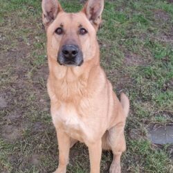 arko2