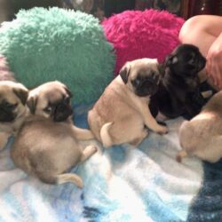 pug