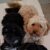 Bobby si Daisy