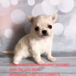 WhatsApp Image 2025-11-05 at 10.45.13 PM (1)