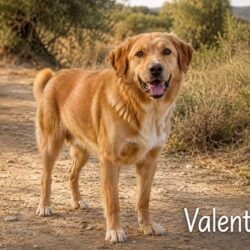 Valentim_01