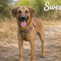 Sweet_01