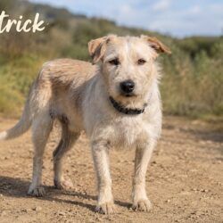 Patrick_01