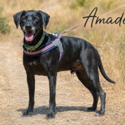 Amadeo_01
