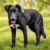 Clyde_03