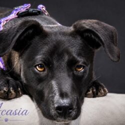 Acasia_01