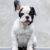 francuski buldog 03g francuski buldog 03g