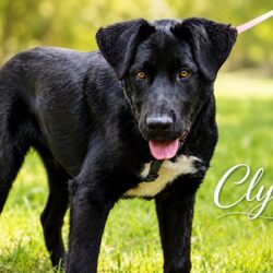 Clyde_01