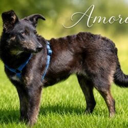 Amora_01