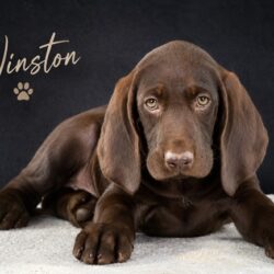 Winston_01