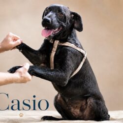 Casio_01