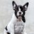 francuski buldog 11g francuski buldog 11g
