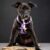 Casia_02