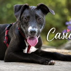 Casia_01