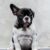 francuski buldog 05g francuski buldog 05g