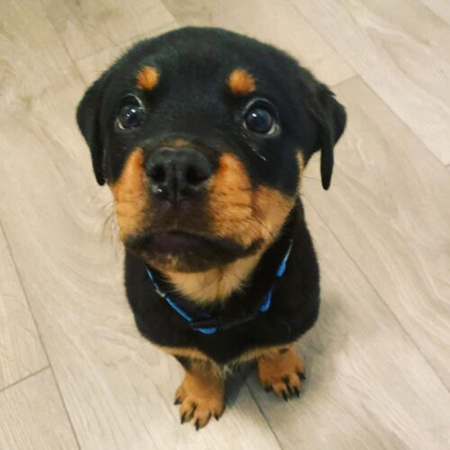 German rottweiler German rottweiler