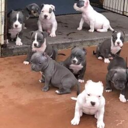 pitbull_o25741