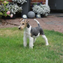 Rocky (10)