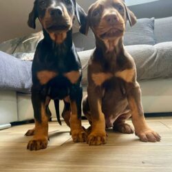 doberman-romanow-sprzedam-597771364