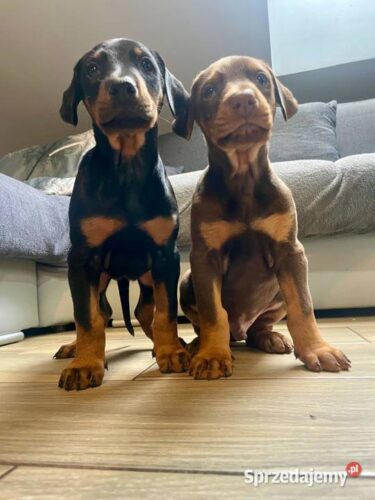 doberman-romanow-sprzedam-597771364 doberman-romanow-sprzedam-597771364