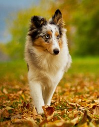 Dem Kauf eines Hundes sollten tiefgehende Überlegungen  vorangehen