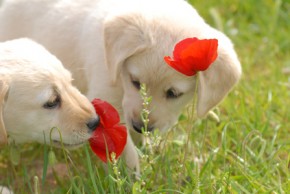 Wer einen Hundewelpen vom Züchter kaufen - der richtige Züchter muss erst gefunden werden.