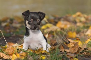 Sollte man einen Hundewelpen lieber vom Züchter kaufen oder im Tierheim?