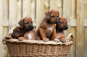 Spezielle Zuchtprogramme helfen dem Hundezüchter bei der Zucht gesunder Hundewelpen.