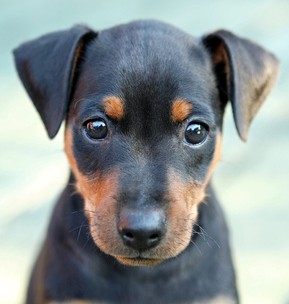 Rådne frygt Tragisk Hunde kaufen & verkaufen | Hundemarkt