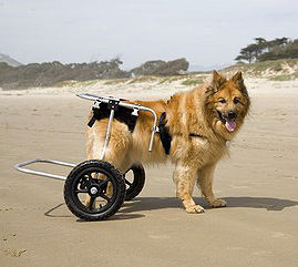 Hunde Rollator bei Arthritis