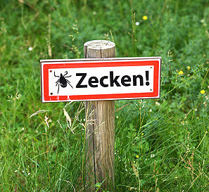 Die Hundemalaria wird durch Zecken übertragen