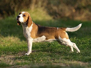 Der Beagle hat einen gutmütigen aber manchmal dickköpfigen Charakter. Er ist sehr gut mit anderen Hunden verträglich.