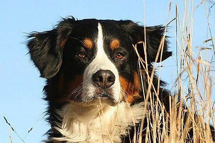 Berner Sennenhund