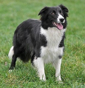 Border Collie