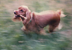 Cocker Spaniel Rasse