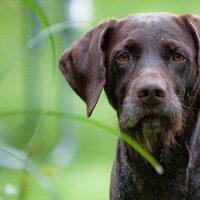 Deutsch Drahthaar Hund