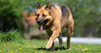 Der Deutsche Schäferhund ist bei konsequenter Erziehung auch gut als Familienhund geeignet. Er hat einen wachsamen und besonders treuen Charakter.