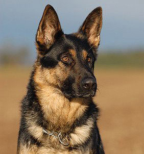 Deutsche Schäferhunde zeichnen sich durch eine große Loyalität und Treue aus. Er zählt zu den beliebtesten Hunderassen in Deutschland.