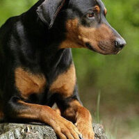 Dobermann Rasse