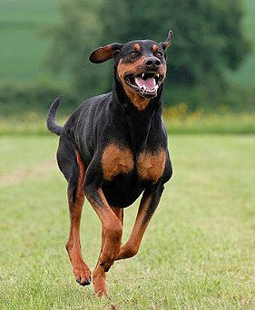 Dobermann