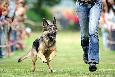 Hundeerziehung in der Hundeschule Gute Sozialisation in der Hundeerziehung