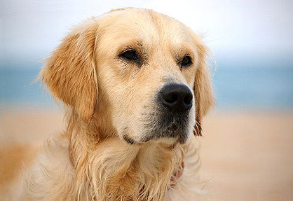 Familienhund Golden Retriever