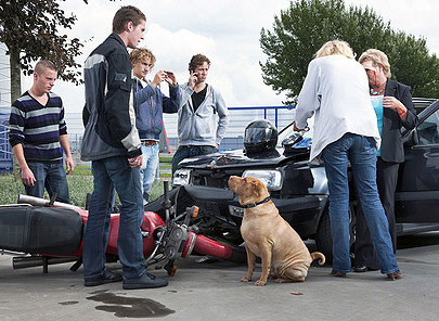 Haftpflichtversicherung für Hunde