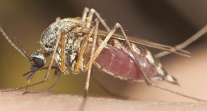 Die Herzwurmkrankheit wird durch Mücken übertragen
