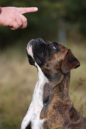 Der Hund verknüpft das gesprochene Kommando mit dem Handzeichen. Auch verschiedene Pfiffe werden in der Hundeerziehung zum Befolgen von Befehlen erfolgreich eingesetzt.
