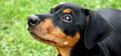 Glänzendes Fell beim Hund bedeutet, dass er Hund gesund ist und richtig ernährt wird.