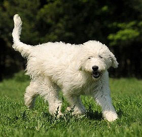 Die neue Hunderasse Goldendoodle ist sehr beliebt.