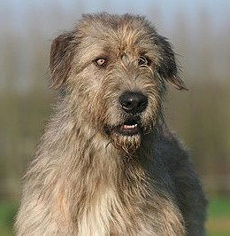 Irish Wolfhound