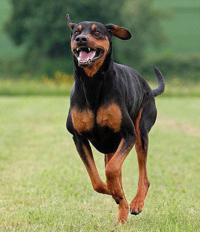 Erziehung eines Dobermann in der Hundeschule